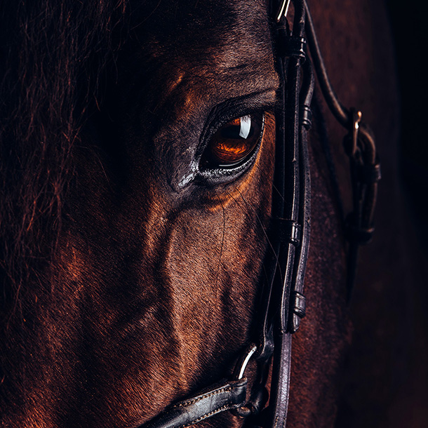 paard