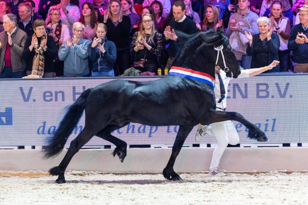 Nane tijdens de KFPS Hengstenkeuring 2026© DigiShots