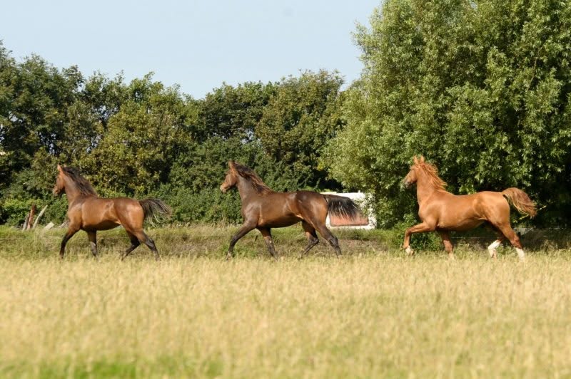 Martha Hoeve Texel